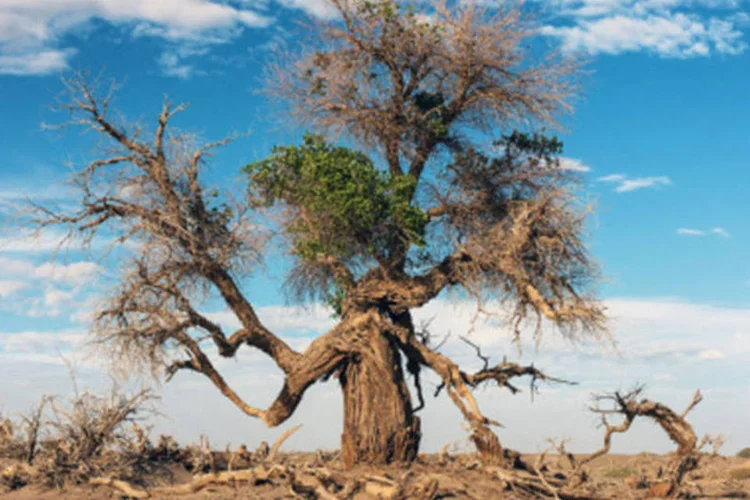 Clima seco: nos últimos 2 anos foram registrados 1.466 alertas de municípios que entraram em estado de emergência ou de calamidade pública em razão de seca (Getty Images)