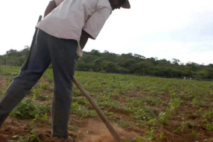 
	Agricultor brasileiro: al&eacute;m da perda de garantias trabalhistas, baixos sal&aacute;rios s&atilde;o preocupantes
 (Andre Felipe/Getty Images)