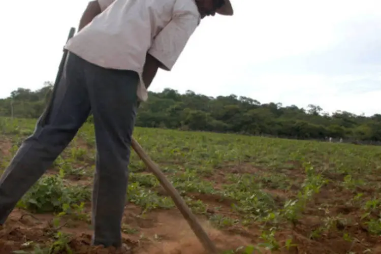 
	Agricultor: papel da agricultura familiar &eacute; muito importante no desenvolvimento nacional
 (Andre Felipe/Getty Images)
