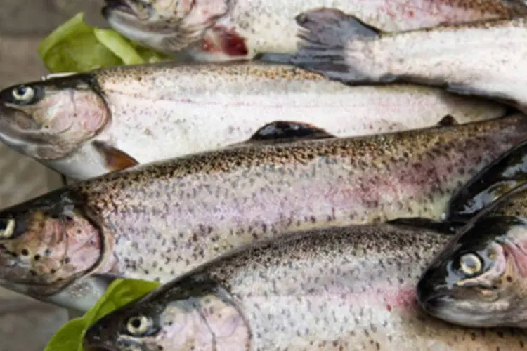 Peixes: uso não controlado de fármacos veterinários na piscicultura pode trazer prejuízos ambientais e contribuir para o desenvolvimento de resistência bacteriana a antimicrobianos (Getty Images)