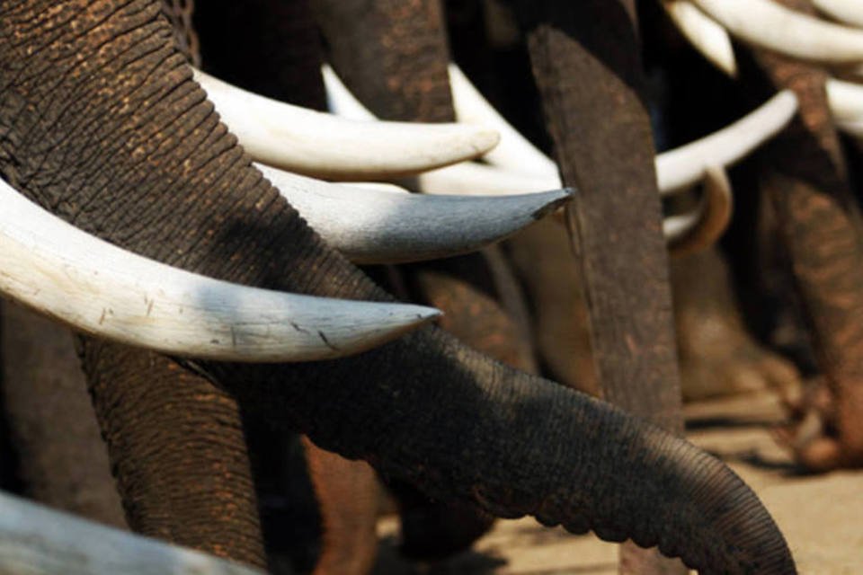 Quer um bicho de estimação? Adote um elefante em perigo
