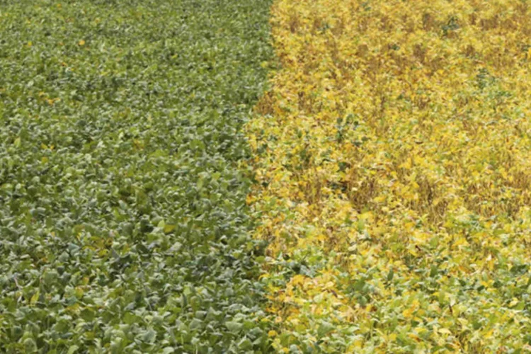 Vanguarda Agro: companhia passa a ser chamada de Terra Santa (Paulo Whitaker/Reuters)