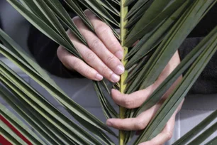 Imagem referente à matéria: Domingo de Ramos: saiba o significado da data que marca o início da Semana Santa