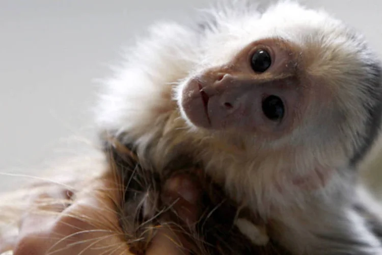 Mally, o macaco de estimação do cantor canadense Justin Bieber, é visto em uma casa para animais em Munique, na Alemanha (Michaela Rehle/Reuters)