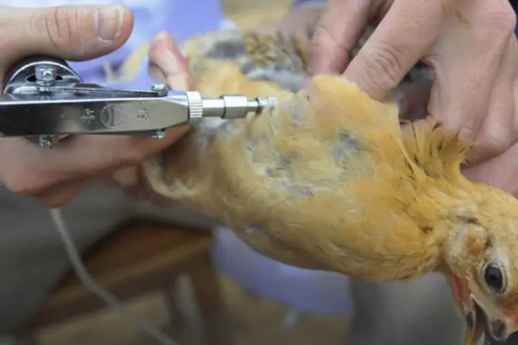 Equipe técnica do centro de controle e prevenção a doença animal injetam vacina da gripe aviária H5N1 em galinhas, no distrito de Shangsi, na região autônoma de Guangxi Zhuang (China Daily/Reuters)