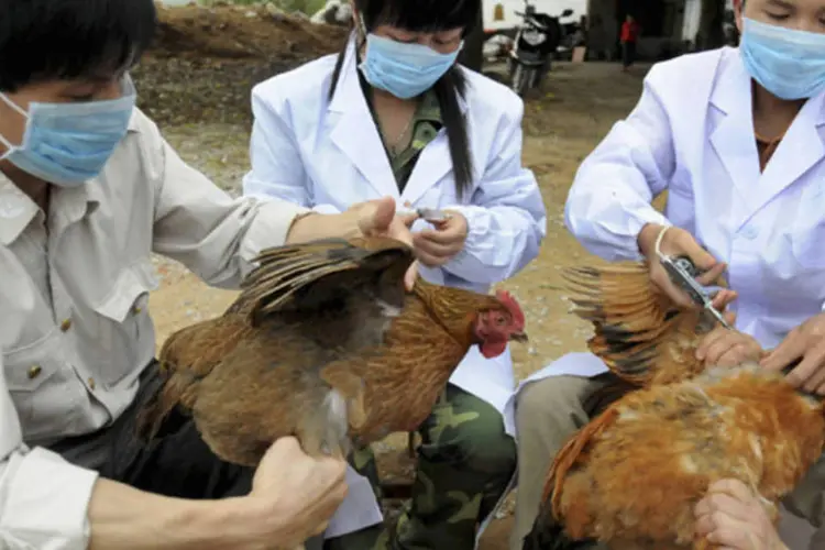 Equipe de prevenção de doenças animais vacinam galinhas contra a gripe aviária H5N1 em Shangsi, na China (China Daily/Reuters)