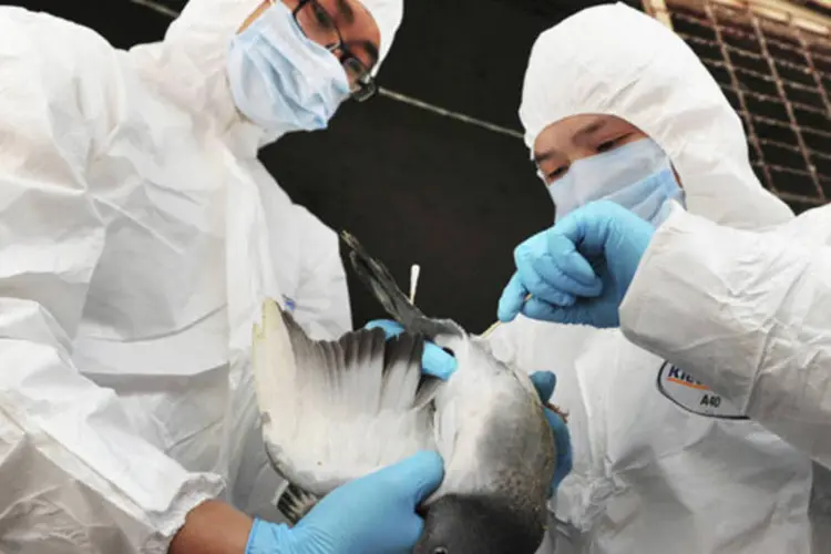 Autoridades de saúde fazem exame para vírus H7N9 em pombo, em mercado de aves de Changsa, na China (China Daily/Reuters)