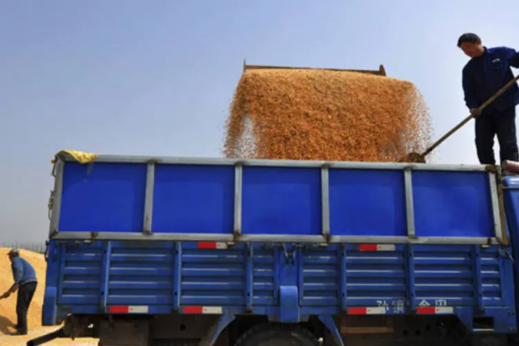 Fazendeiros carregam um caminhão com grãos de milho em Zouping, na província de Shandong  (Reuters)