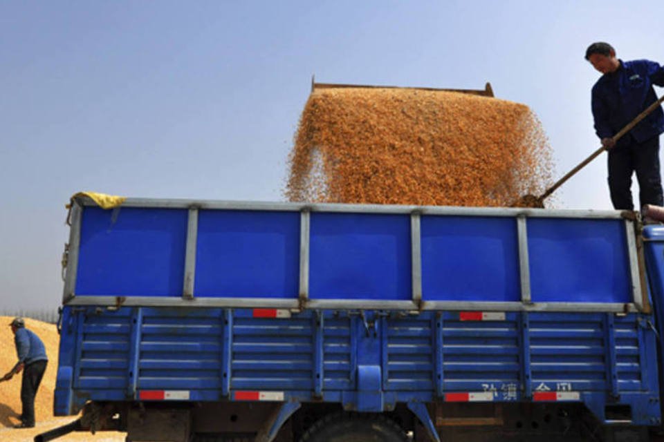 China estende estocagem de milho após gripe cortar demanda