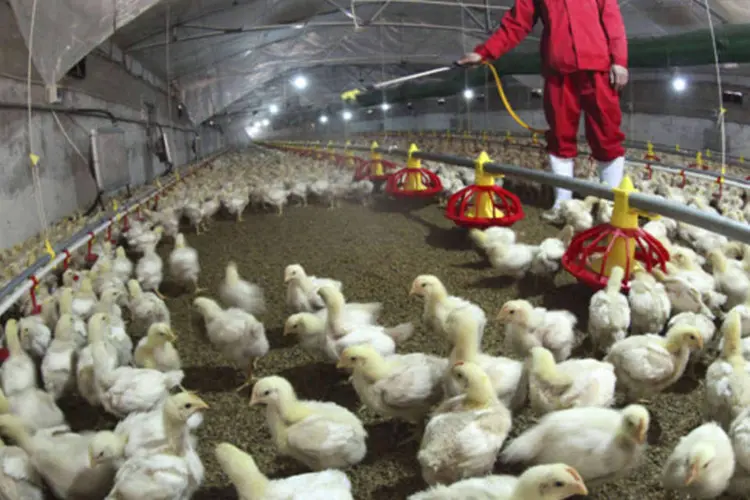Funcionário esteriliza um galinheiro no município de Hemen, na província de Jiangsu (Reuters)