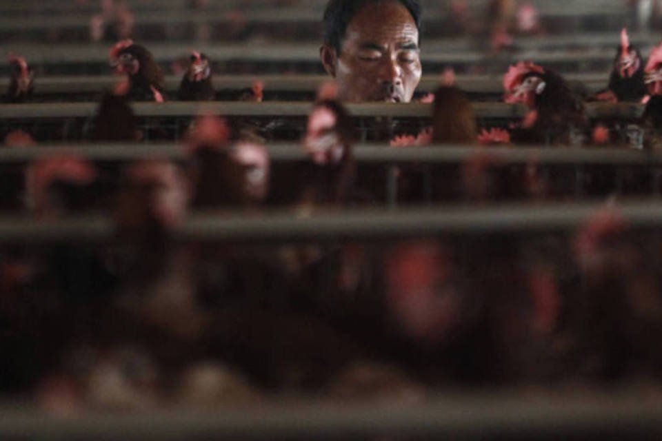 Setor de aves na China perde US$1,6 bi por gripe aviária