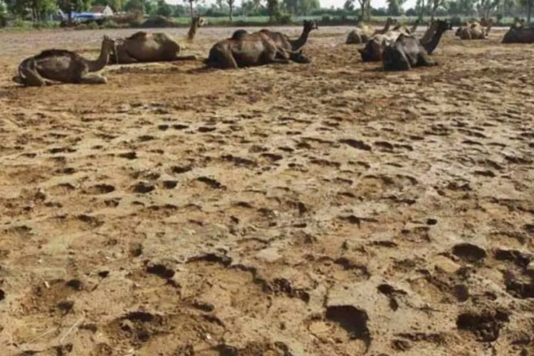Camelos descansam em um campo agrícola seco no estado de Gujarat, no oeste da Índia (Amit Dave/Reuters)
