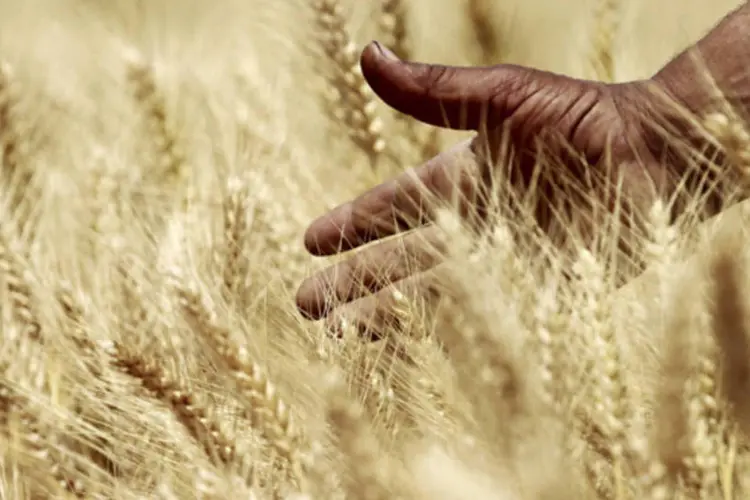 
	Fazendeiro em uma planta&ccedil;&atilde;o de trigo: temores sobre o rendimento do gr&atilde;o australiano est&atilde;o crescendo &agrave; medida que um rigoroso inverno amea&ccedil;a a safra dos EUA
 (Mohamed Abd El Ghany/Reuters)