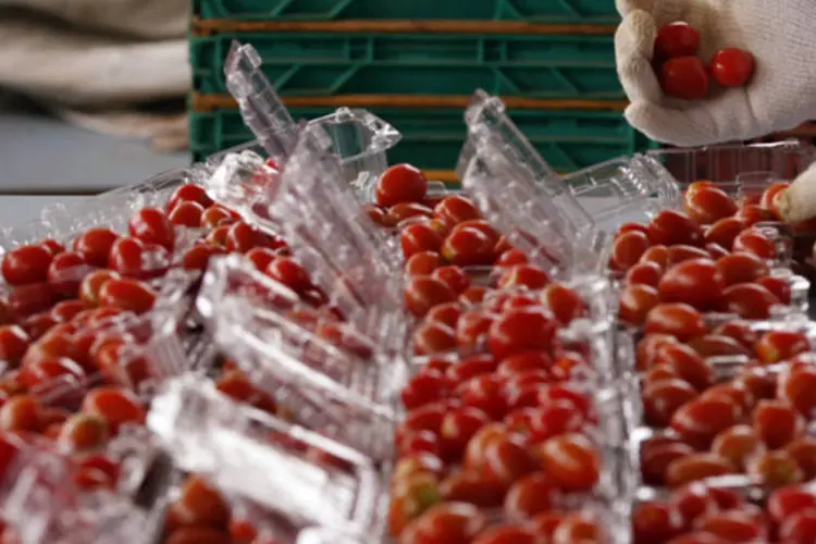 
	Trabalhador empacota tomates em fazenda na cidade de Salto: &nbsp;pre&ccedil;os da fruta vermelha dispararam 122 por cento em mar&ccedil;o ante o ano anterior
 (Paulo Whitaker/Reuters)