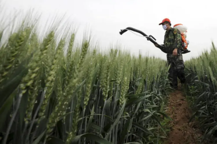 Fazendeiro trabalhando em uma plantação de trigo em Zaozhuang, na província de Shandong, na China: país deve importar mais carne e oleaginosas na próxima década (China Daily/Reuters)
