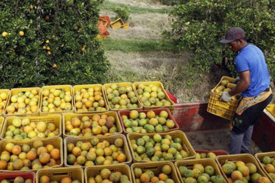 ONGs denunciam exploração de mão de obra na produção de suco