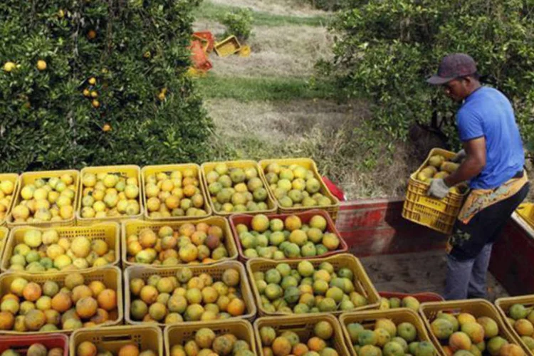 
	Laranjas: objetivo da den&uacute;ncia &eacute;&nbsp;&quot;conscientizar os consumidores europeus para que estes estejam conscientes de como &eacute; produzido o suco que consomem&quot;
 (Paulo Whitaker/Reuters)