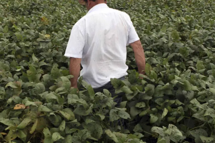 
	Trabalhador caminha por planta&ccedil;&atilde;o de soja: Mato Grosso plantou na safra 2013/14 uma &aacute;rea recorde com soja de 8,3 milh&otilde;es de hectares
 (Paulo Whitaker/Reuters)