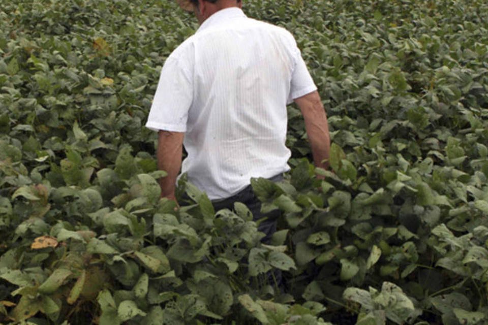 MT pode dobrar plantio de soja com incorporação de pastagens