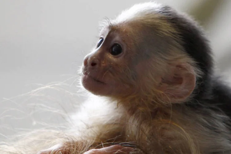 Mally, o macaco de estimação do cantor canadense Justin Bieber, em um abrigo para animais em Munique (Michaela Rehle/Reuters)