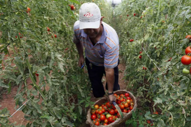 
	Trabalhador colhe tomates em fazenda em Salto, em S&atilde;o Paulo:&nbsp;juros para empr&eacute;stimos de investimento vai variar de 0,5 por cento a 2 por cento
 (Paulo Whitaker/Reuters)