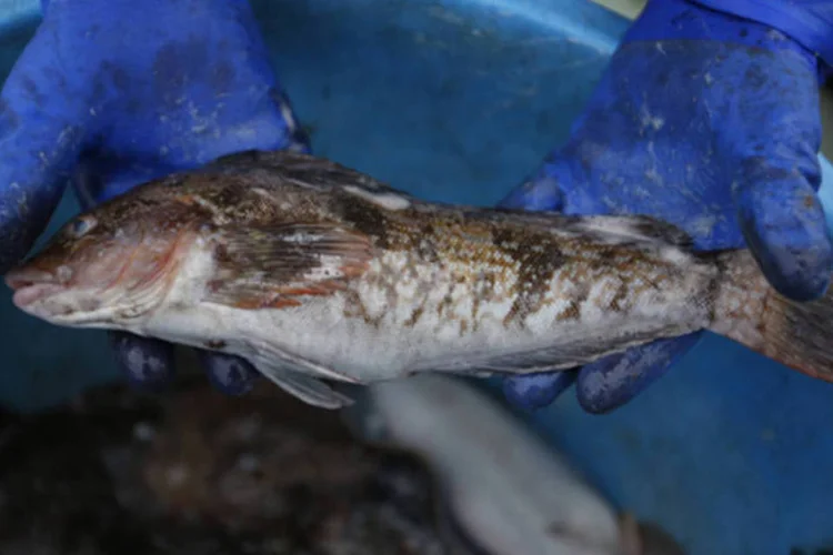 
	Pescador segura peixe capturado pr&oacute;ximo a cidade de Hirono, cerca de 25km ao sul da usina nuclear Daiichi Fukushima, no munic&iacute;pio de Fukushima
 (Issei Kato/Reuters)