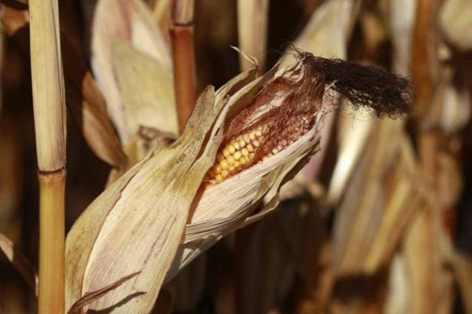 Produção global de cereais deverá subir 6,5% em 2013/14