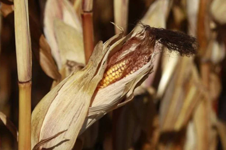 Espiga de milha em uma plantação na cidade de Fuechtorf, Alemanha: consumo de cereais em todo o mundo deverá crescer 3 por cento (Ina Fassbender/Reuters)