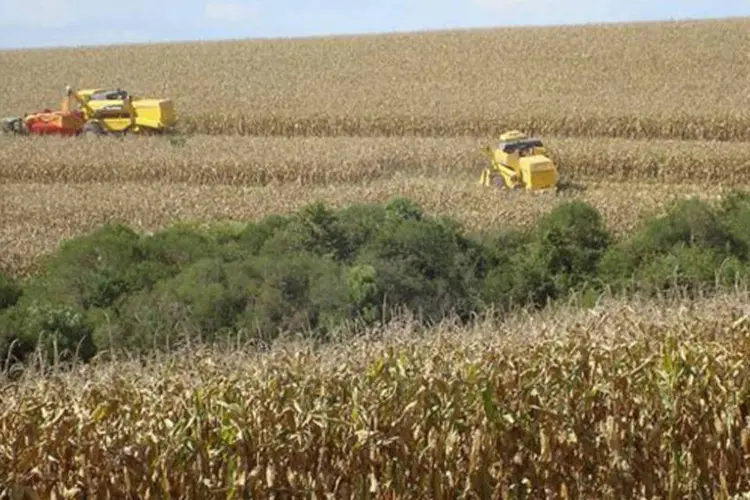 
	Fazendeiros colhem milho em Xanxer&eacute;, Santa Catarina: gr&atilde;o apresentou diminui&ccedil;&atilde;o da &aacute;rea plantada de 2,5%
 (Inaê Riveras/Reuters)