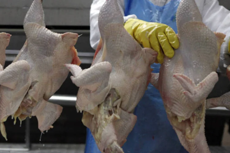 
	Frangos abatidos em frigor&iacute;fico: R&uacute;ssia &eacute; o mais rigoroso entre os pa&iacute;ses importadores da carne brasileira
 (Paulo Whitaker/Reuters)