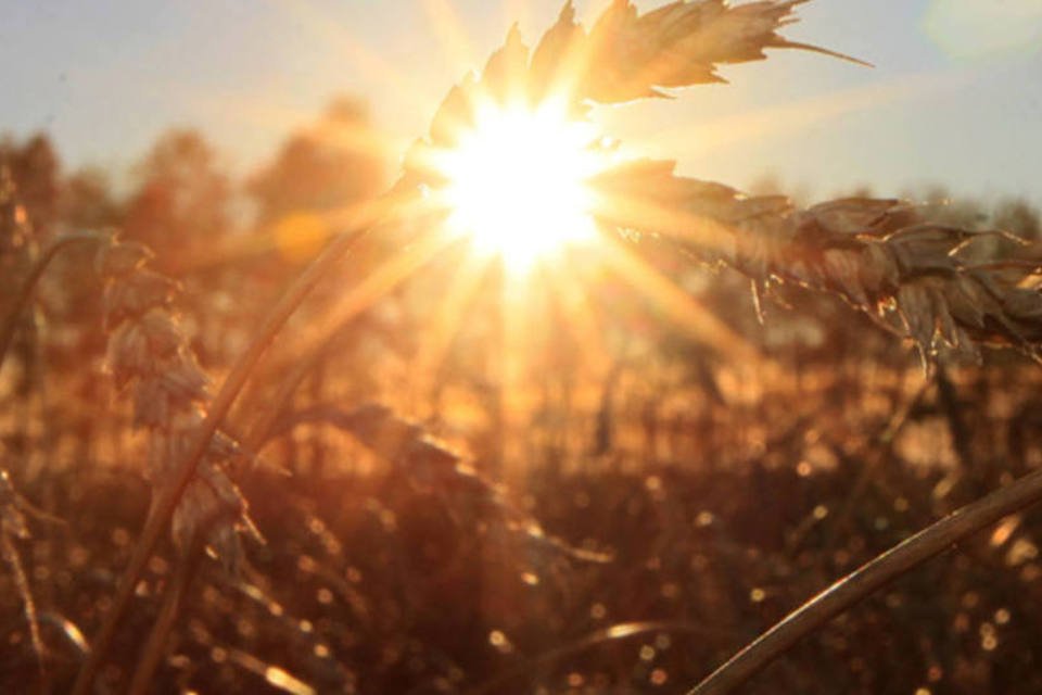 Clima favorece plantio de grãos de inverno no Mar Negro