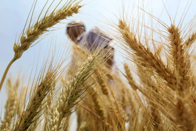 
	Fazendeiro colhendo trigo em uma fazenda: amplia&ccedil;&atilde;o da &aacute;rea cultivada com trigo pode ser explicada pela boa capitaliza&ccedil;&atilde;o dos produtores
 (Mohamed Abd El Ghany/Reuters)