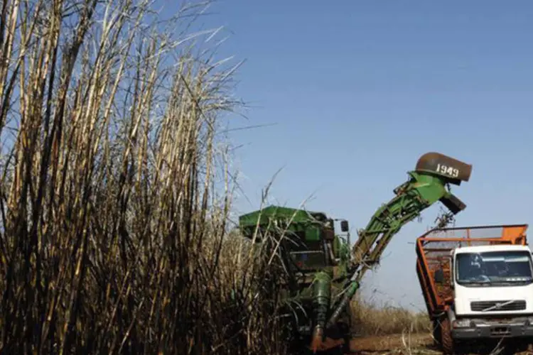 Colheita de cana-de-açúcar da Cosan: meta da empresa, que tem uma joint venture no setor de sucroenergético com a Shell (Raízen), é moer até 62 milhões de toneladas na safra atual (Rodolfo Buhrer/Reuters)