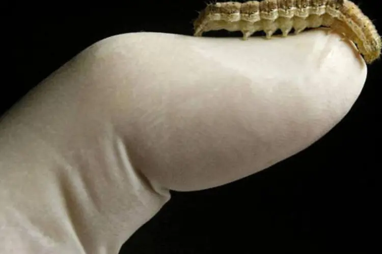 Lagarta helicoverpa armigera repousa no polegar de um técnico em laboratório em Melbourne, Austrália (Mick Tsikas/Reuters)
