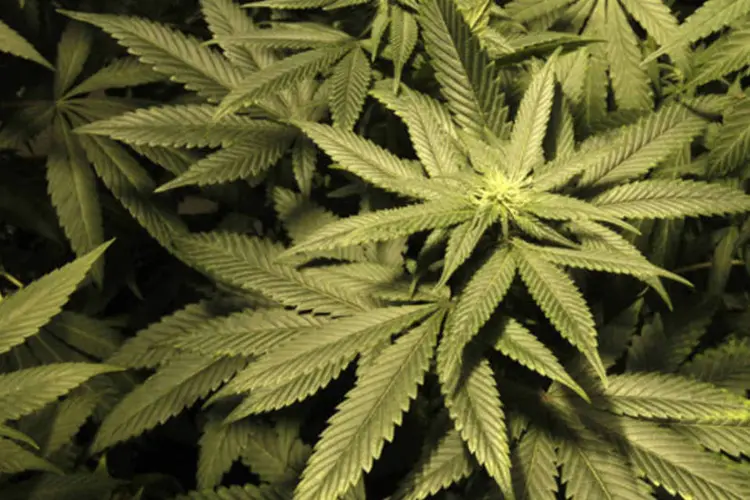 Cannabis: células vegetais da planta serão cultivas na Estação Espacial Internacional (Andres Stapff/Reuters)