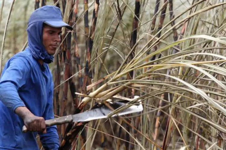 Trabalhador corta cana-de-açúcar em Campos dos Goytacazes, no Rio de Janeiro (Sergio Moraes/Reuters)