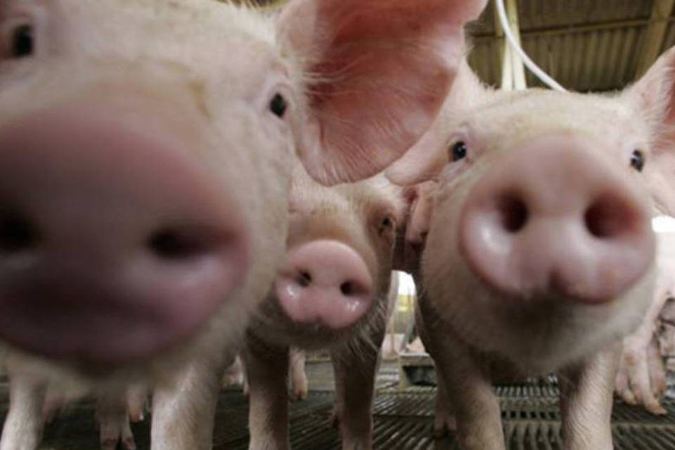 Rússia suspende importação de suínos dos EUA