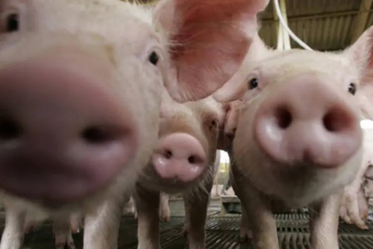 
	Porcos em fazenda: no m&ecirc;s passado, a R&uacute;ssia j&aacute; respondia por 30 por cento das exporta&ccedil;&otilde;es brasileiras de carne su&iacute;na
 (Paulo Whitaker/Reuters)