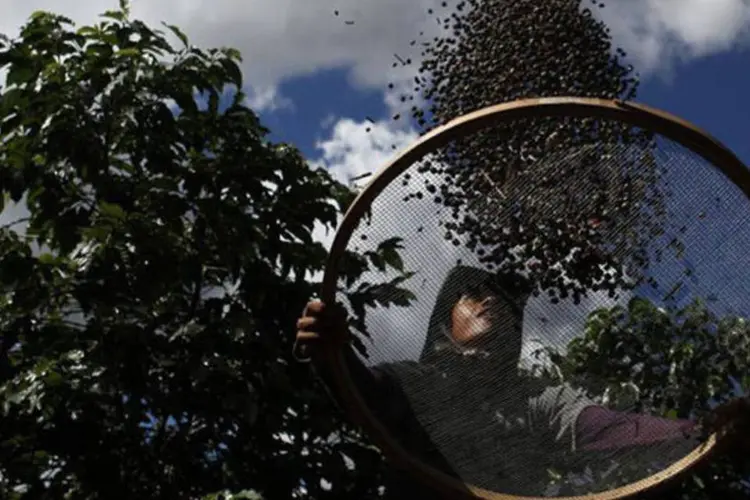 Trabalhador seleciona grãos de café durante colheita em uma fazenda em Espírito Santo do Pinhal, em São Paulo (Nacho Doce/Reuters/Reuters)