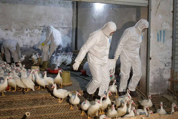 Agentes da saúde tomam medidas preventivas contra o vírus H7N9 na China: o país já registrou 151 casos da gripe H7N9 e, incluindo Taiwan e Hong Kong, o número chega a 156 casos (REUTERS/Stringer)