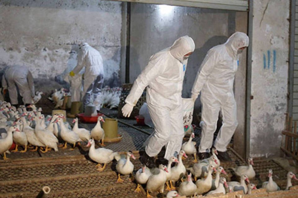 Gripe aviária se expande na China ao contagiar dois humanos