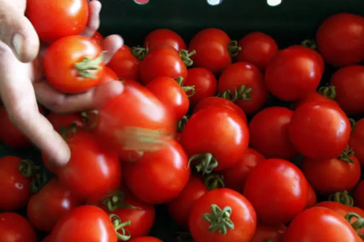 
	Tomate: entre os produtos que se destacaram nas lavouras no ano passado est&aacute; o tomate, que teve os pre&ccedil;os inflacionados em 2013
 (Paulo Whitaker/Reuters)