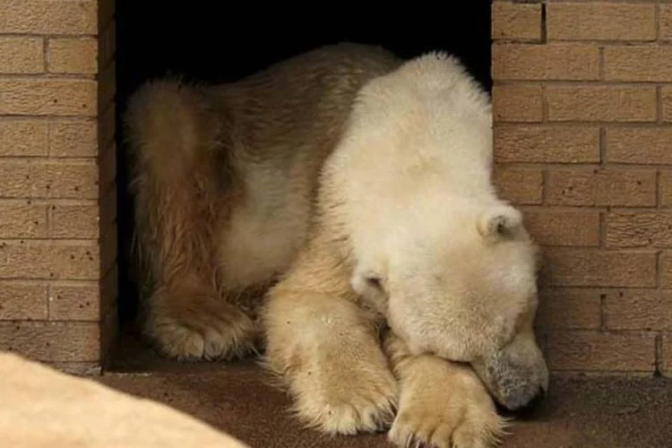 Wang, o último urso polar da África, chora a morte de sua companheira, Geebee, no zológico de Joanesburgo (Siphiwe Sibeko/Reuters)