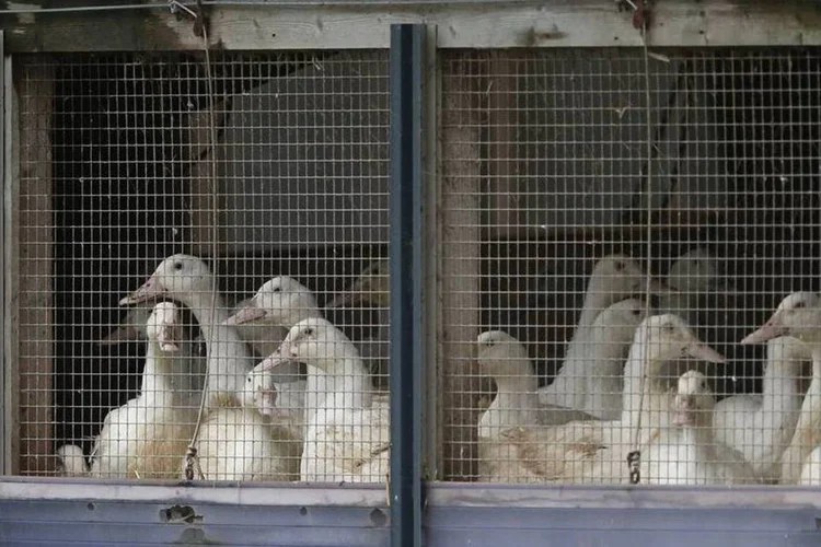 
	Patos: forma altamente contagiosa de gripe avi&aacute;ria foi confirmada em uma fazenda de patos da Inglaterra
 (REUTERS/Phil Noble)