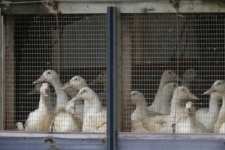 França amplia medidas de prevenção por risco de gripe aviária