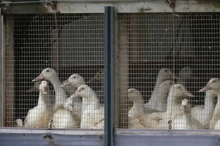 
	Patos presos s&atilde;o vistos em uma fazenda na Inglaterra: 6 mil patos ser&atilde;o sacrificados
 (REUTERS/Phil Noble)