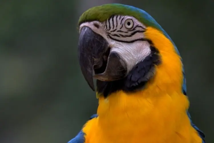 Papagaio (Wikimedia Commons)
