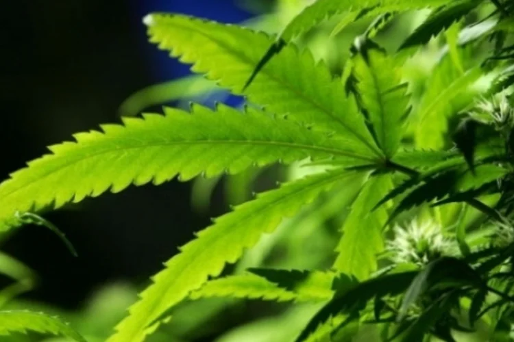 maconha (Getty Images)