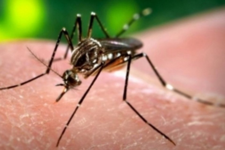 Número de infectados pelo vírus chikungunya no Brasil sobe para 41