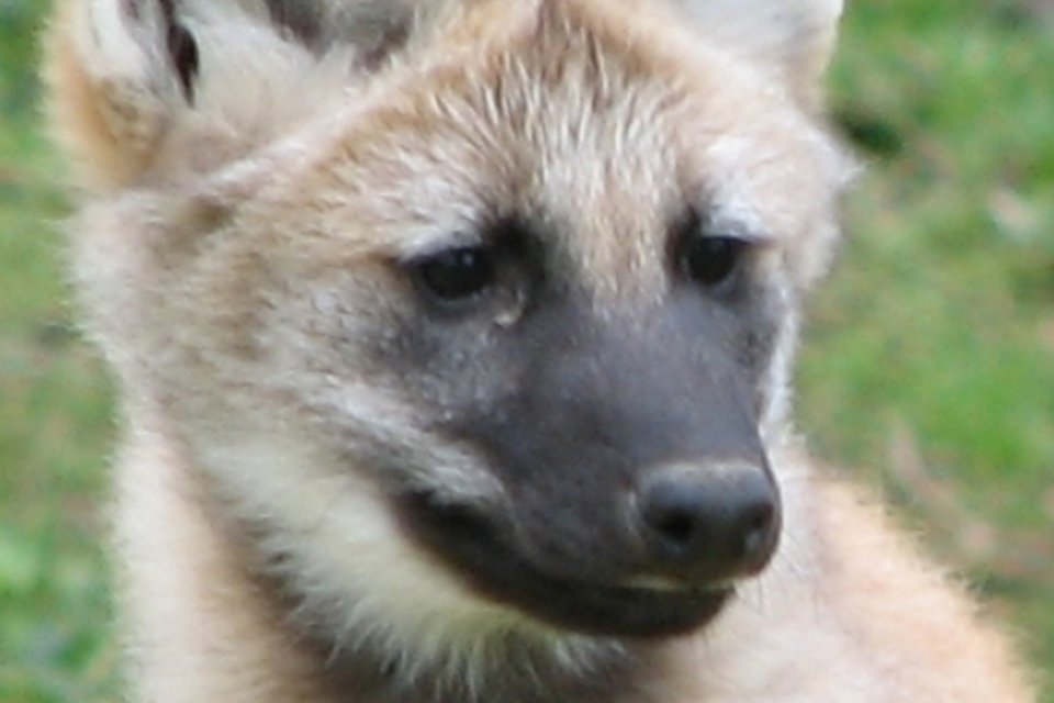 Filhotes de lobo-guará são atrações em zoo de Sorocaba